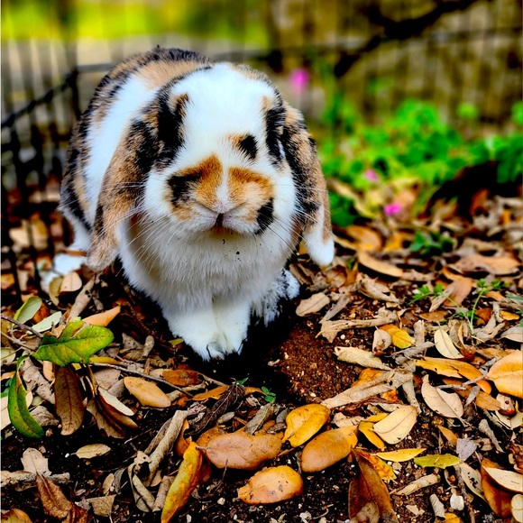 Meet your Posher, Renee - Picture 1 of 1